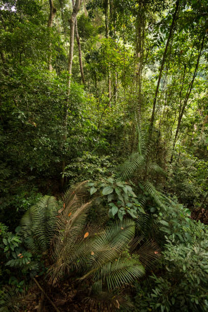 istock Lush green Malaysian jungle 963351298