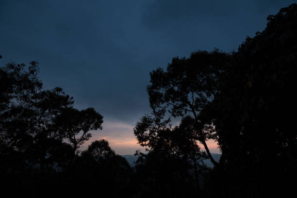 Malaysian jungle in Berembun Forest Reserve near Seremban