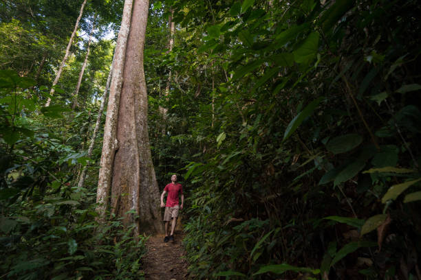 istock Trekking in a lush green jungle 963351452