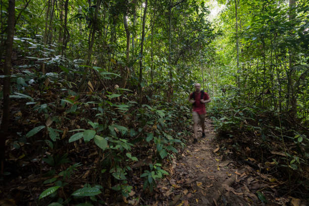 istock Trekking in a lush green jungle 963351460