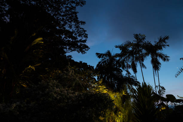 Lush green Malaysian jungle