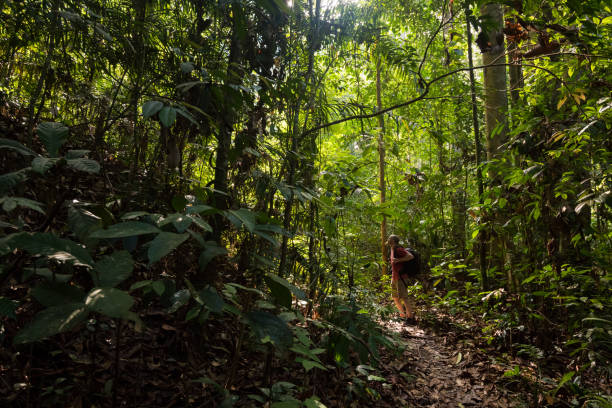 istock Trekking in a lush green jungle 963351478