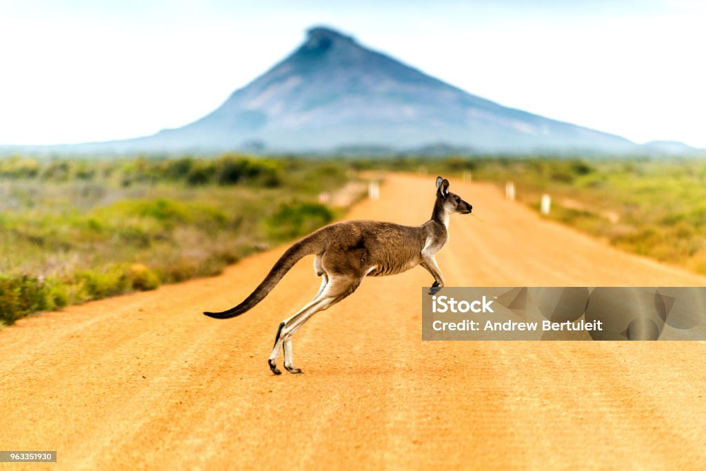Kangaroo crossing dirt road in Western Australia. Australia Stock Photo