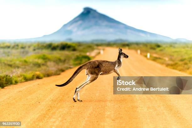 Kangaroo Crossing Dirt Road In Western Australia Stock Photo - Download Image Now - Australia, Kangaroo, Road