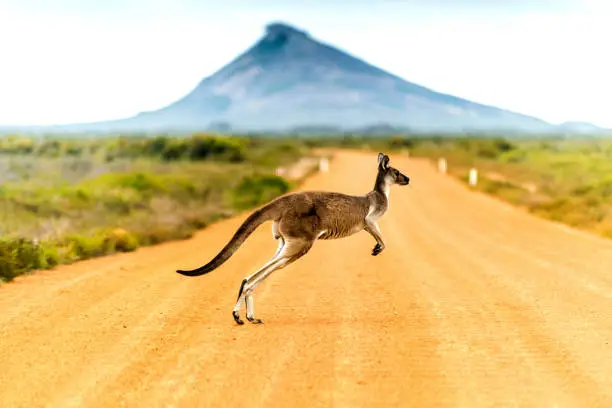 Kangaroo crossing dirt road in Western Australia.