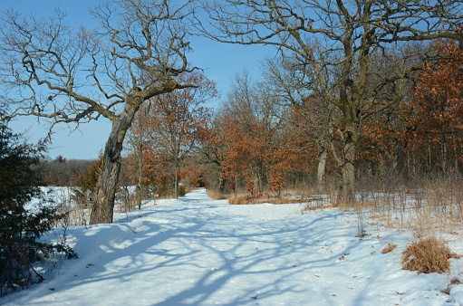 Bright winter vista on a snow covered trail passing through a scenic woodland environment.