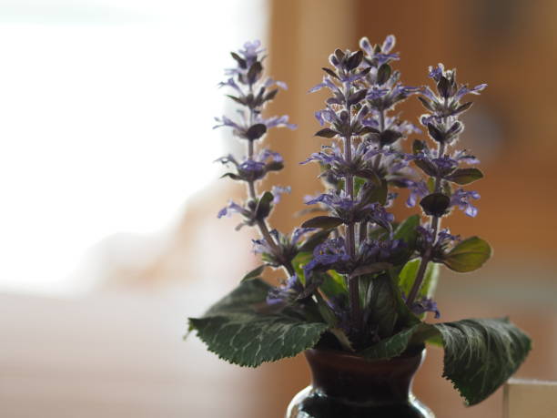 istock A beautiful purple flower made in a vase 963356102