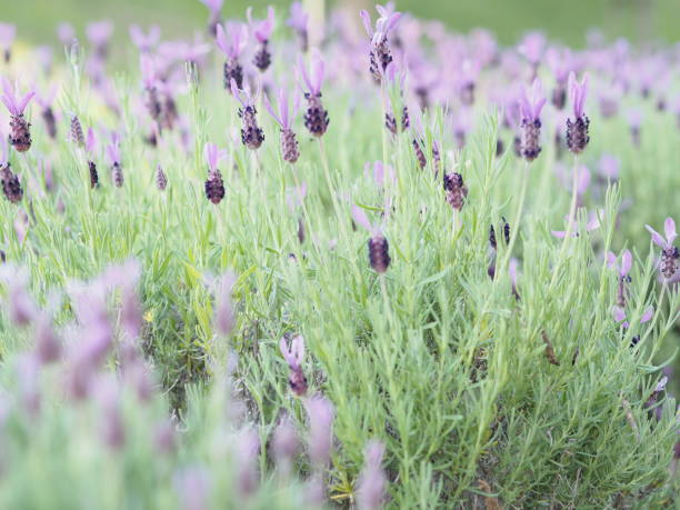 istock Purple lavender blooming in full bloom 963356148