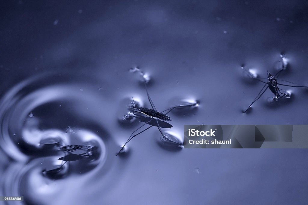 Water Striders  Striding Stock Photo