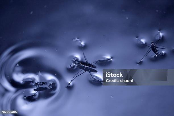 Water Striders Stock Photo - Download Image Now - Striding, Water, Blue