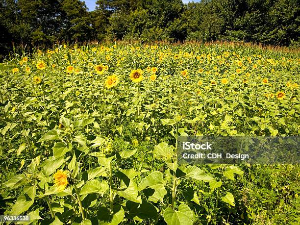 Campo De Girassol - Fotografias de stock e mais imagens de Amarelo - Amarelo, Ao Ar Livre, Campo agrícola