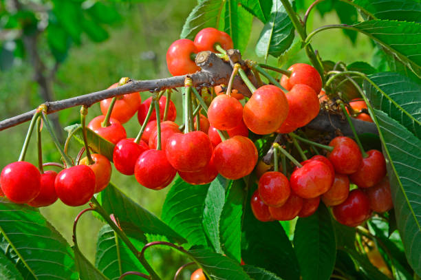 istock The ripe cherries are on the tree 963365464