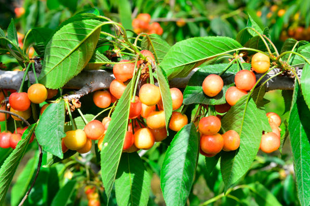 istock The ripe cherries are on the tree 963365482