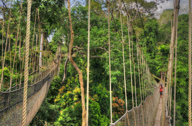 istock Canopy Walkway of Kakum National Park 963365508