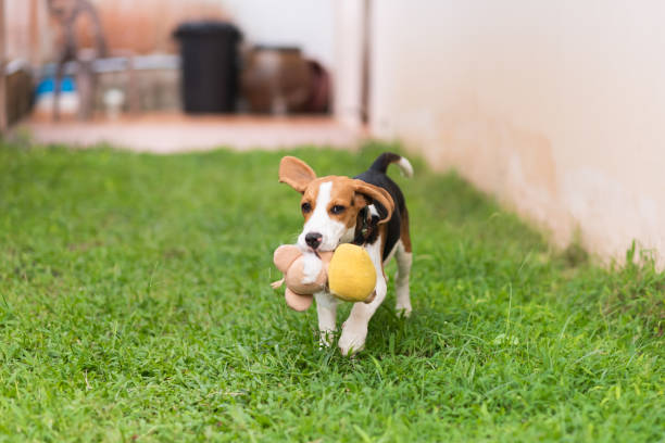 istock Cute beagle dog running on the grass floor 963370610