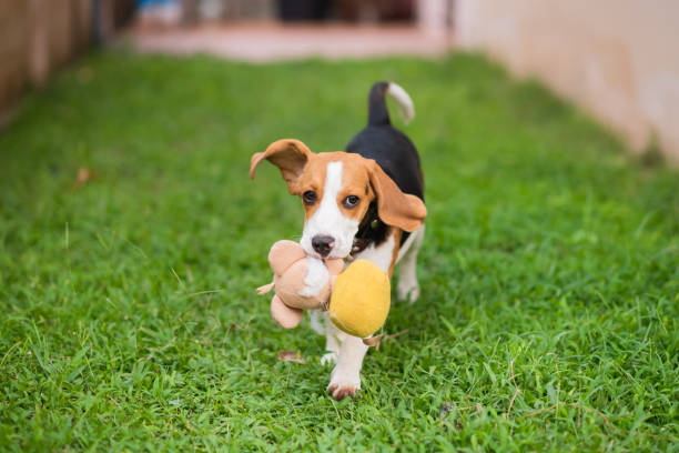 istock Cute beagle dog running on the grass floor 963370630