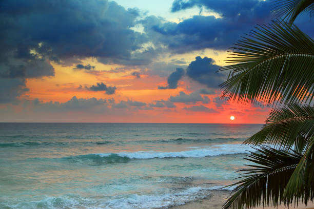 istock beautiful sea sunset and palm leaves 963374696