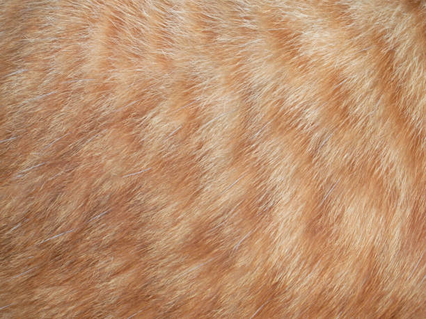 istock Close-up of cat fur for texture 963375102