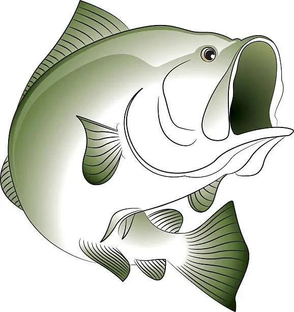 Vector illustration of Bass