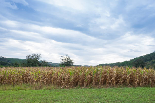 istock A selective focus picture of corn cob in organic corn field. green corn field and blue sky. corn plantation in Thailand 963378712
