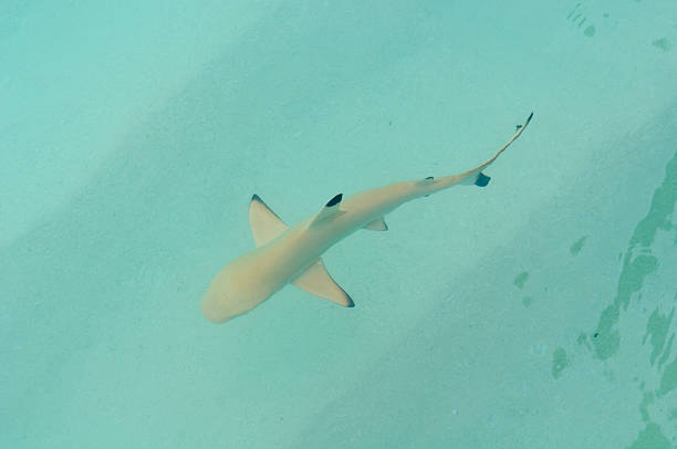 istock Shark in the Indian ocean 96338248