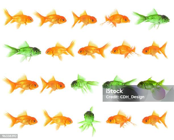 Banners De Peixe - Fotografias de stock e mais imagens de Abundância - Abundância, Amizade, Animal