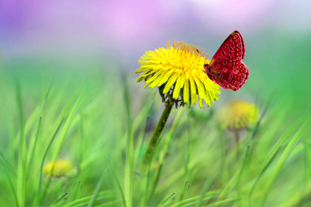 Yellow dandelion flower close-up on delicate green background, beautiful image
