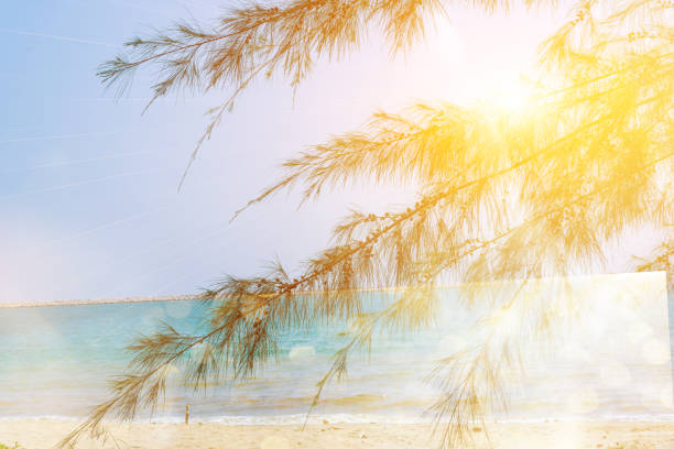 Beautiful nature sea summer background