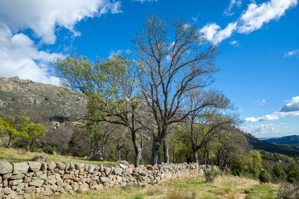 istock Bare Narrow-leafed ash tree, Fraxinus angustifolia, next to a stone wall 963385524