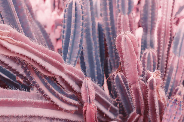 Background with Saguaro cactus. Toned image. Desert plants