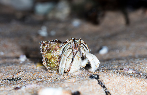 Sally Light-foot Crab, Grapsus grapsus, Puerto Egas, James Island, Isla Santiago, Santiago Island,  Galapagos Islands National Park, Ecuador. Crustacea, Arthropoda.