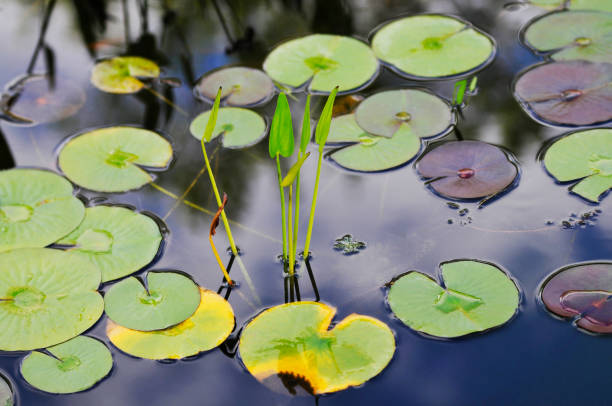Water lilies water lily pond sagittaria aquatic plant stock pictures, royalty-free photos & images