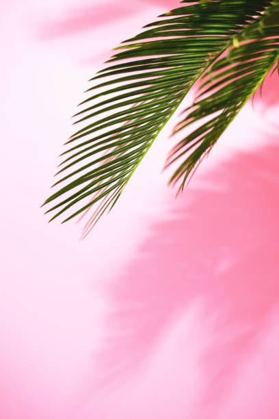 istock Summer tropical sunny background with palm leaves 963390258