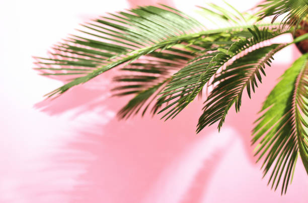 istock Summer tropical pastel background with palm 963390264