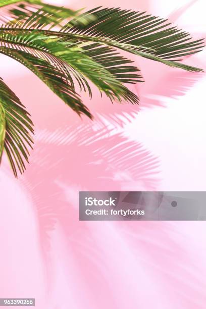 Sommer Tropischen Pastellfarbenen Hintergrund Mit Palmen Stockfoto und mehr Bilder von Sommer