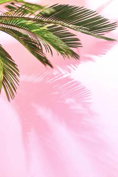 Photo of Summer tropical pastel background with palm