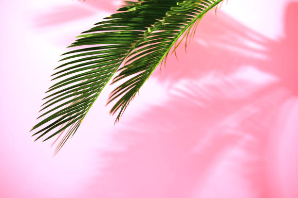 istock Summer tropical sunny background with palm leaves 963390270