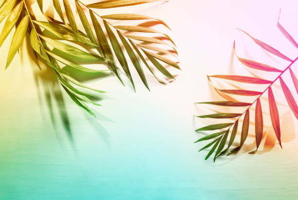 istock Tropical palm leaves flat lay arrangement with a space for a text 963390288