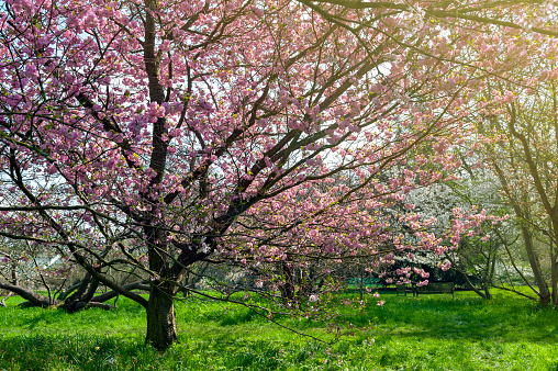 Blooming cherry blossom trees in the garden