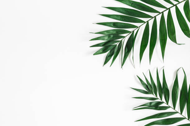 istock Tropical palm leaves on white background. Flat lay, top view 963390942