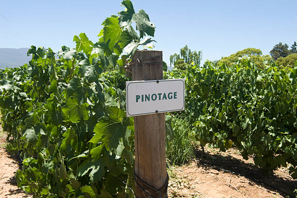istock Pinotage vineyard in South Africa 96339140