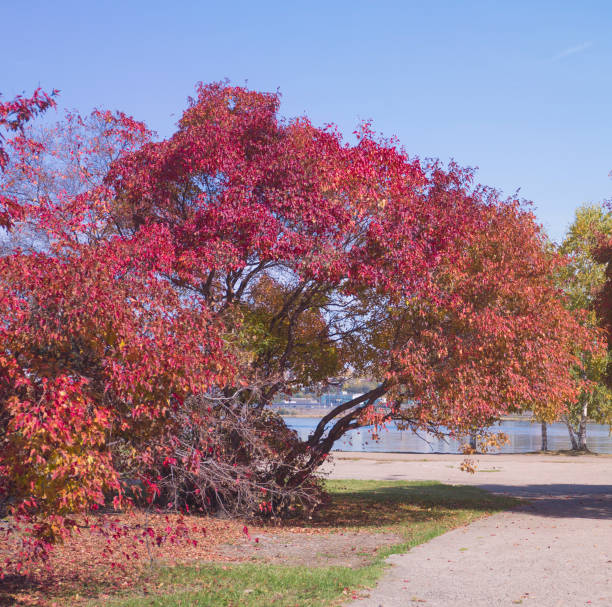 istock Autumn park. Colorful foliage. Red leaves trees. 963391422