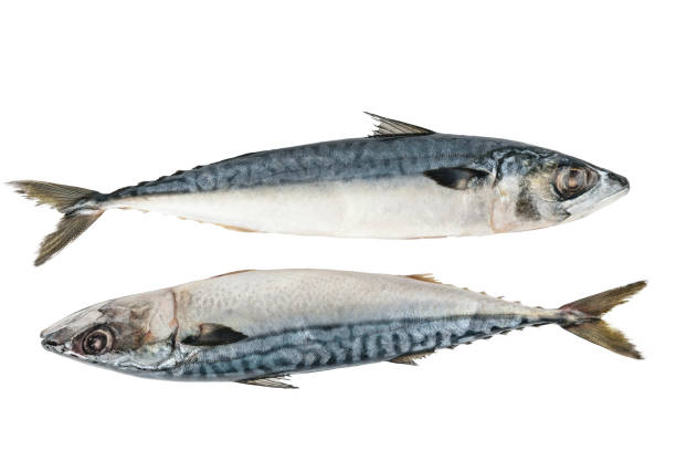 istock Fresh mackerel fish isolated on the white background 963391580