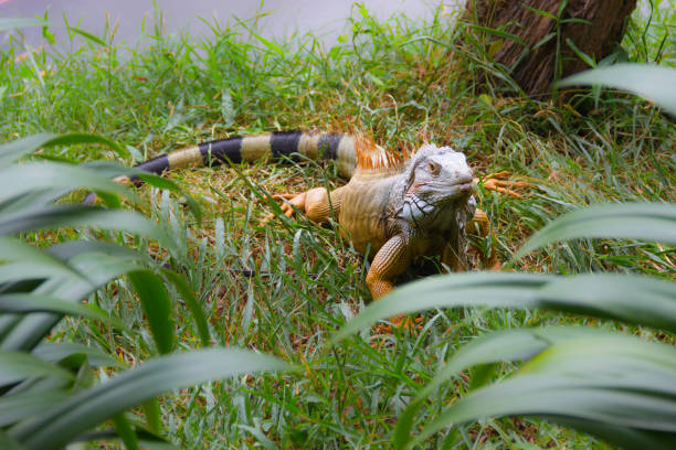 istock Green or Common iguana on grass in the forest 963392506
