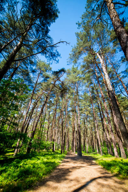 istock Forest path through the pine forest in Wolinski National Park, Poland 963397028