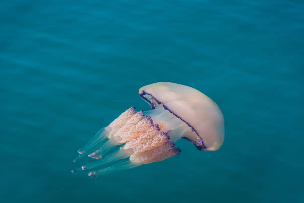 istock Pink and lilac jellyfish near the water surface 963397402