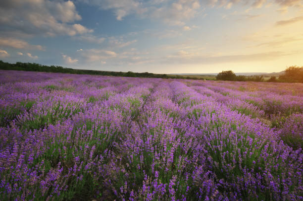 istock Meadow of lavender. 963397440