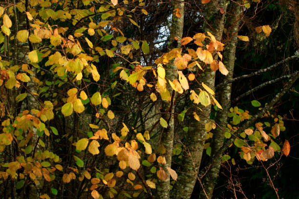 Pacific Northwest forest and Beaked hazelnut tree a picture of an exterior Pacific Northwest forest with a Beaked hazelnut tree in spring birch gold group reviews complaints stock pictures, royalty-free photos & images
