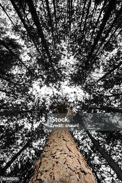 Floresta De Pinho - Fotografias de stock e mais imagens de Alto - Descrição Física - Alto - Descrição Física, Ao Ar Livre, Casca de árvore