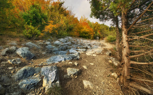 Autumn mountain trail with stones. Autumn forest with path in the mountains